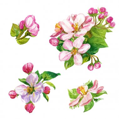 Suluboya çiçek açması bir elma ağacının dalları ayarla