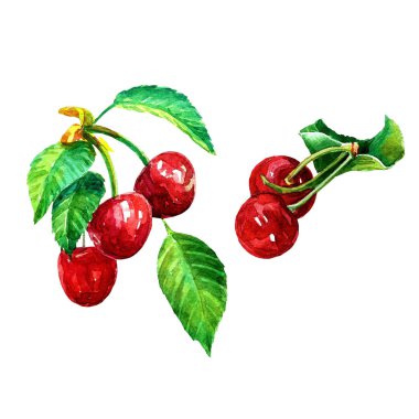 Kiraz, çilek ile bir dizi yaprakları.