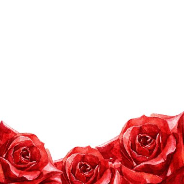 Beyaz arka plan üzerinde izole kırmızı gül suluboya çerçevesinde.