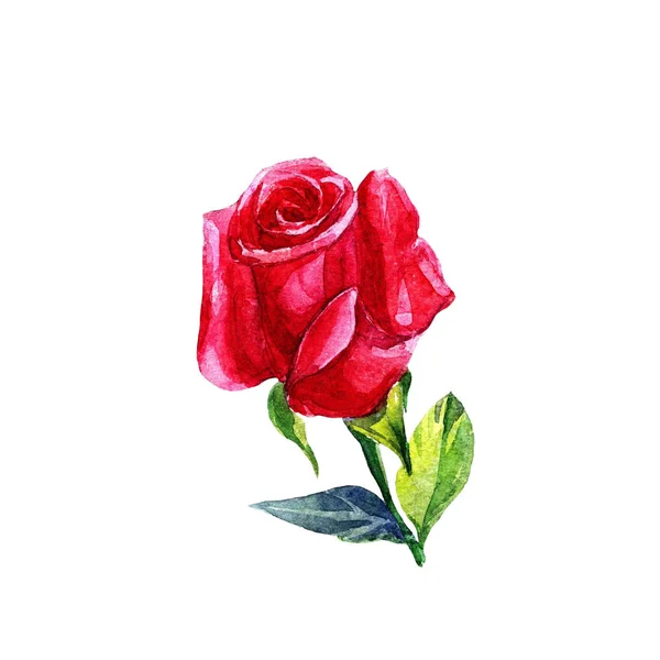 Vörös Rózsa Bud Akvarell Elszigetelt Fehér Background — Stock Fotó