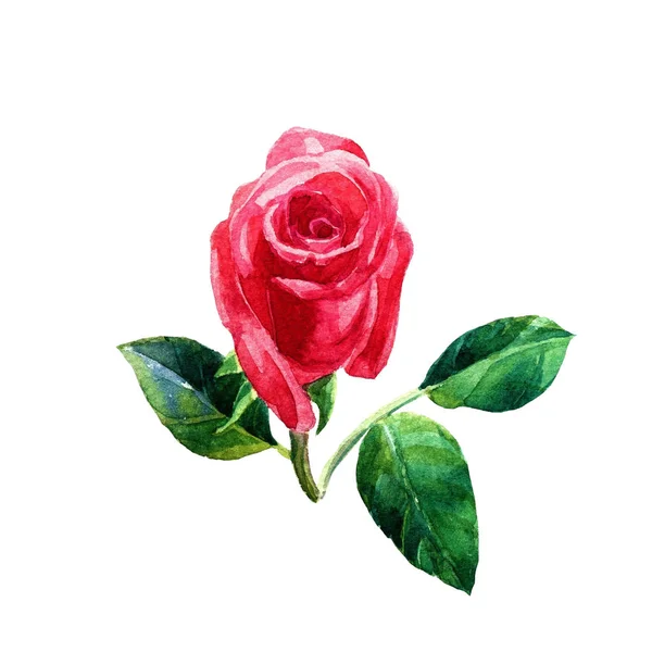 白色背景水彩中的红玫瑰和芽 — 图库照片