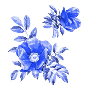 Beyaz arka plan üzerinde izole suluboya kuşburnu çiçekler. Botanik illüstrasyon.