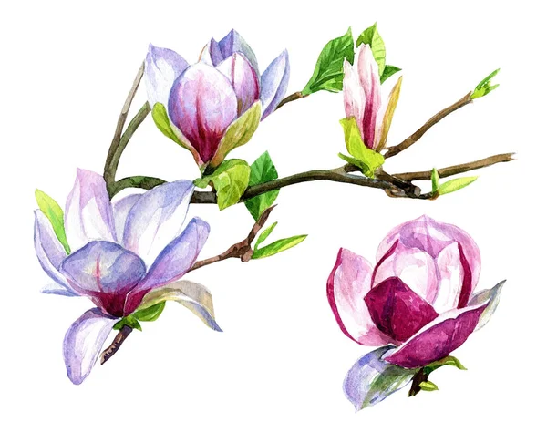 Magnolia Λουλούδια Πάνω Ένα Κλαδί Βαμμένο Ακουαρέλα — Φωτογραφία Αρχείου
