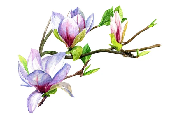 Manolya Çiçek Dal Içinde Suluboya Boyalı — Stok fotoğraf
