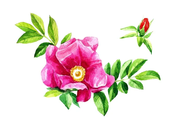 Акварель Троянди Квіти Стегна Ізольовані Білому Тлі Ботанічна Ілюстрація — стокове фото