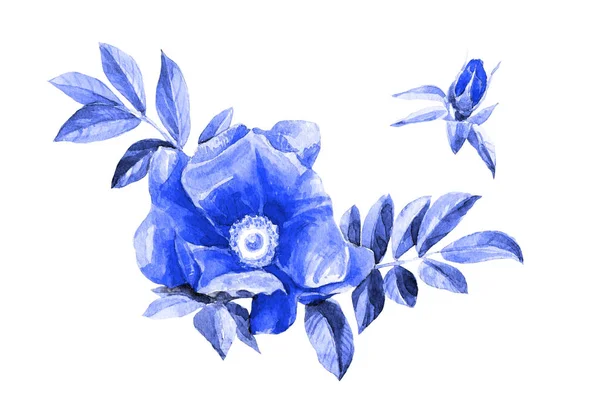 Beyaz Arka Plan Üzerinde Izole Suluboya Kuşburnu Çiçekler Botanik Illüstrasyon — Stok fotoğraf