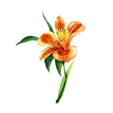 Beyaz arka plan üzerinde izole suluboya Alstroemeria. Botanik illüstrasyon.