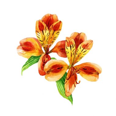 Beyaz arka plan üzerinde izole suluboya Alstroemeria. Botanik illüstrasyon.