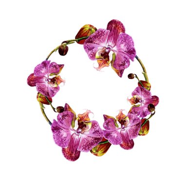 Yuvarlak kare orkide sulu boya boyalı.