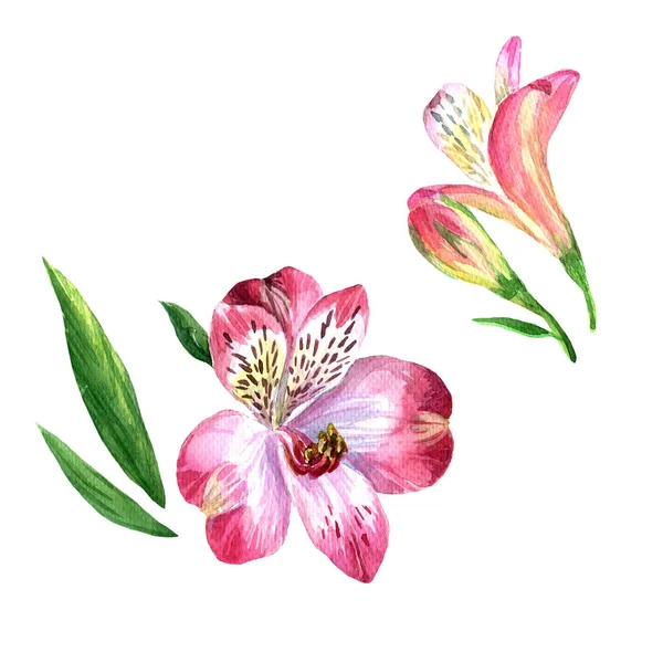 Białym Tle Akwarela Alstroemeria Ilustracja Botaniczna — Zdjęcie stockowe