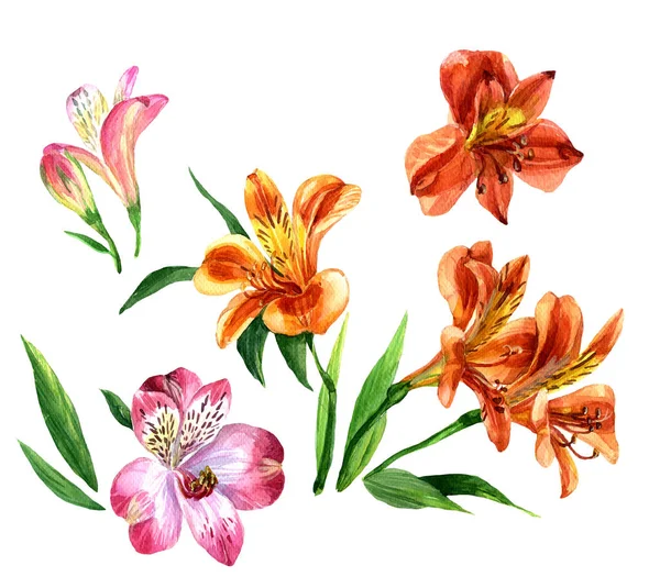 Acuarela Alstroemeria Aislada Sobre Fondo Blanco Ilustración Botánica —  Fotos de Stock