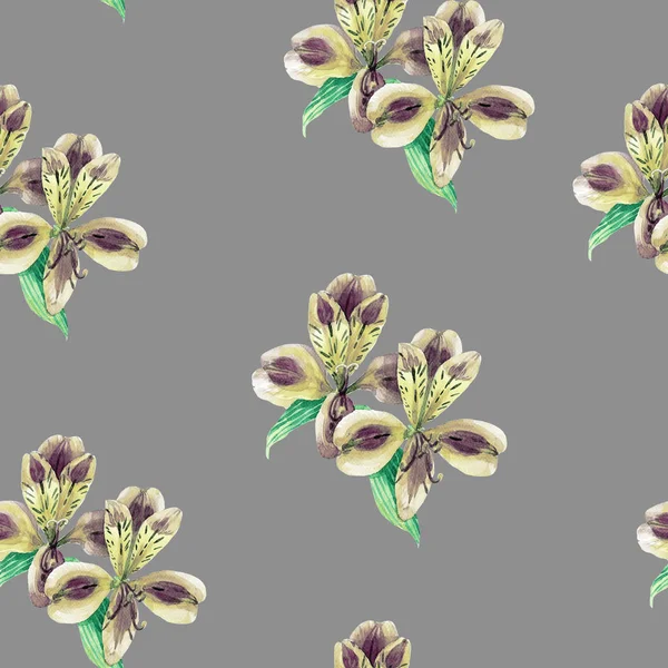 Seamless Pattern Alstroemeria Painted Watercolor — Stock Photo, Image