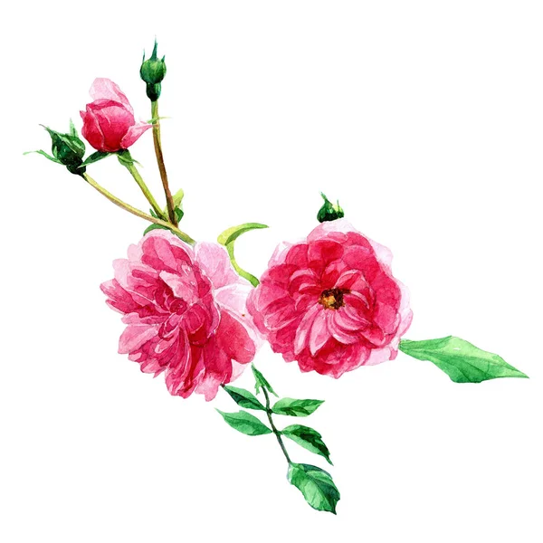 盛开的灌木玫瑰画在水彩 在白色背景下隔离的植物学插图 — 图库照片