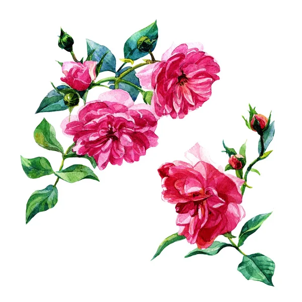 Blooming shrub roses painted in watercolor. Botanical illustration isolated on white background.