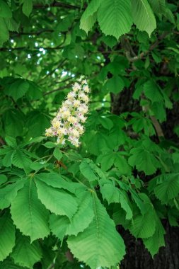 Şu yeni gelişen bir kestane ağacı dalı.