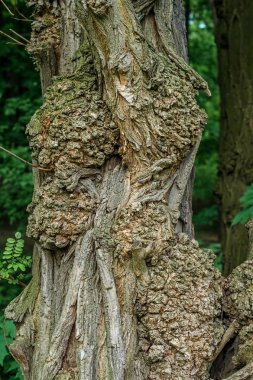 Yaşlı bir ağacın gövdesi..