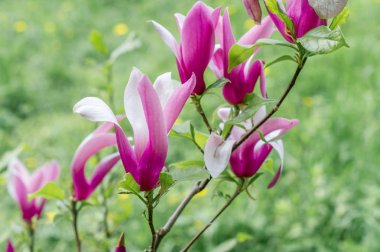 Çiçekli Manolya bahar Parkı.