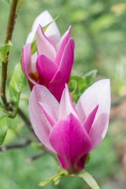 Çiçekli Manolya bahar Parkı.