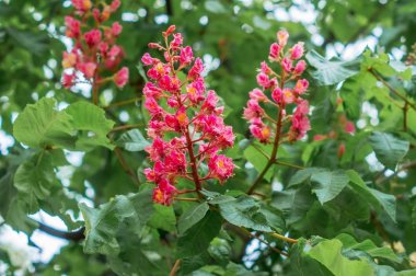 Şu yeni gelişen bir kestane ağacı dalı.