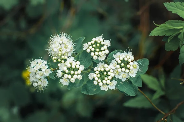 Flores Cereja Comuns Bush — Fotografia de Stock