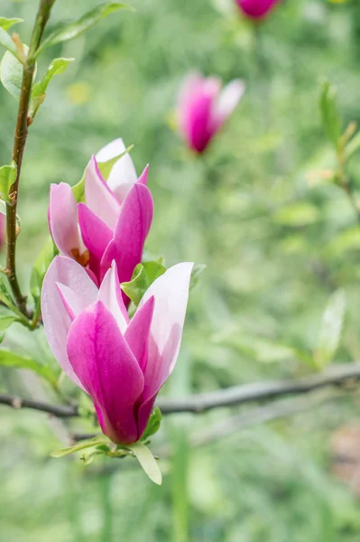 Floração Magnolia Parque Primavera — Fotografia de Stock