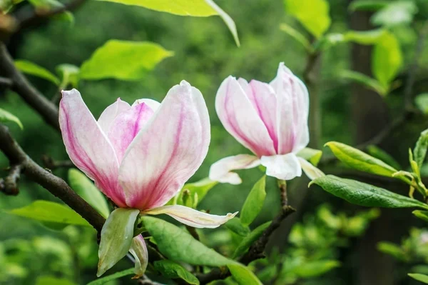 Floração Magnolia Parque Primavera — Fotografia de Stock