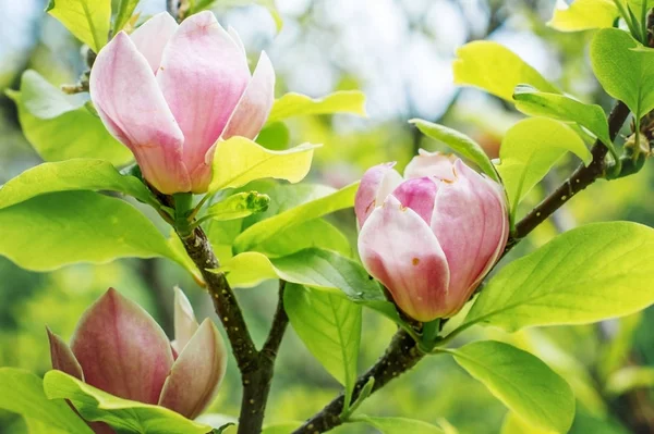 Floração Magnolia Parque Primavera — Fotografia de Stock