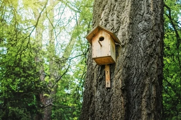 春の公園の木に巣箱 — ストック写真