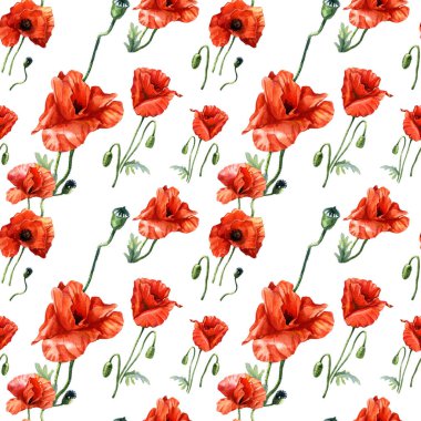 Haşhaşın suluboya deseni, botanik illüstrasyon.