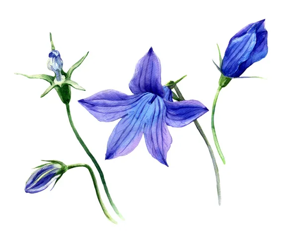 Watercolor Ilustração Botânica Das Flores Silvestres Sino — Fotografia de Stock