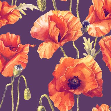 Haşhaşın suluboya deseni, botanik illüstrasyon.