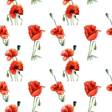 Haşhaşın suluboya deseni, botanik illüstrasyon.