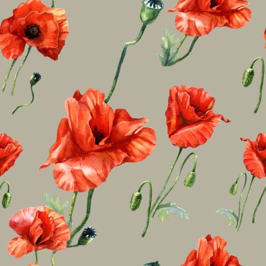 Haşhaşın suluboya deseni, botanik illüstrasyon.