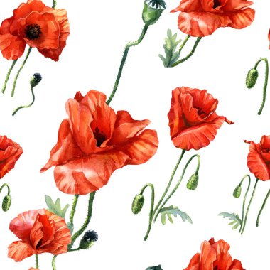 Haşhaşın suluboya deseni, botanik illüstrasyon.