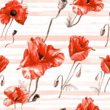 Haşhaşın suluboya deseni, botanik illüstrasyon.