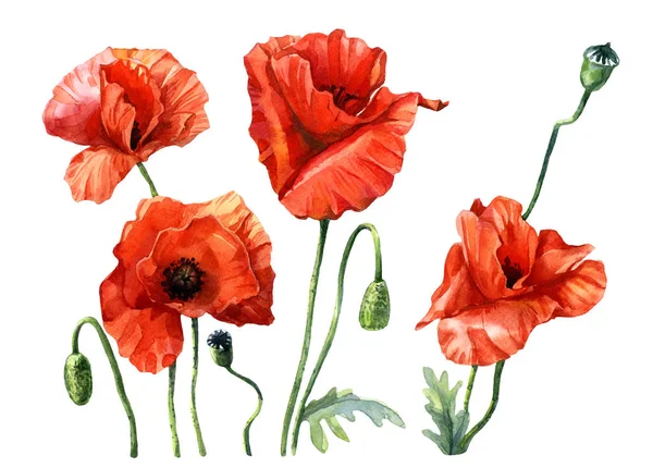 Mohn Aquarell Gemalt Botanische Illustration — Stockfoto