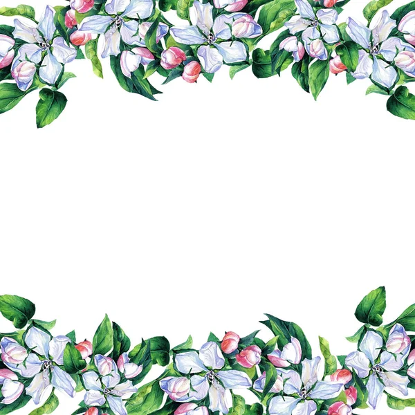 Рамка Карточка Весенних Цветов Акварели Ветви Цветущего Яблока — стоковое фото