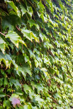Parthenocissus tricuspidata duvardaki, Georgia florası