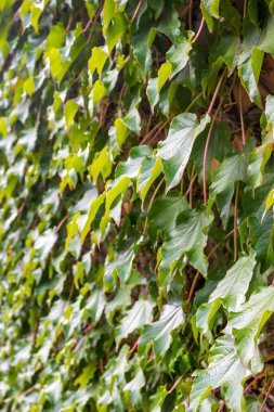 Parthenocissus tricuspidata duvardaki, Georgia florası