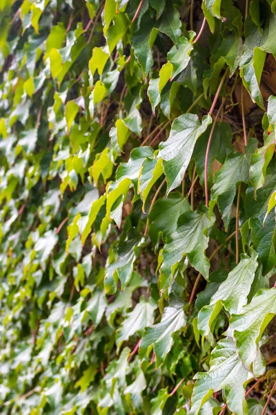 Parthenocissus tricuspidata en la pared, flora de Georgia — Foto de Stock