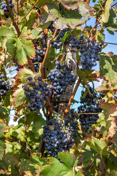 Wine grapes on the vine late in autumn, for a late harvest