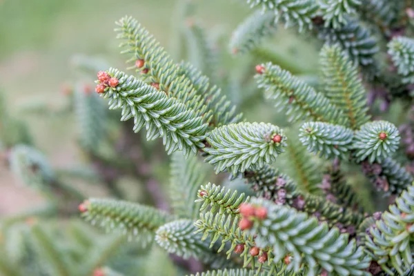 Närbild av en julgran grenar — Stockfoto