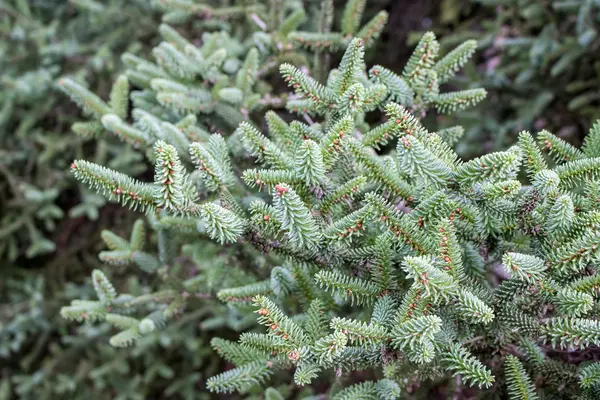 Närbild av en julgran grenar — Stockfoto