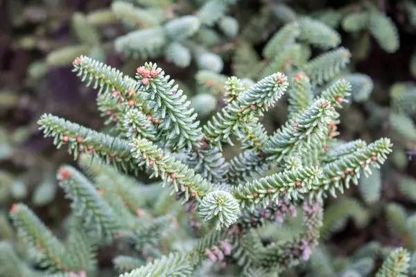 Closeup of a Christmas tree branches — Stock Photo, Image