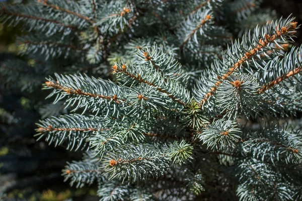 Närbild av en julgran grenar — Stockfoto