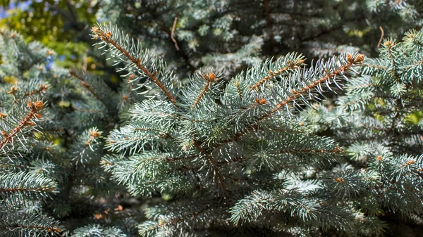 Närbild av en julgran grenar — Stockfoto