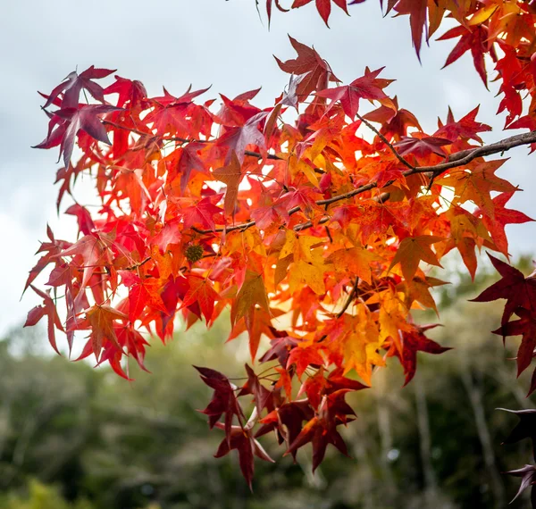 Folhas de bordo coloridas, fundo natural outono, processe cor — Fotografia de Stock