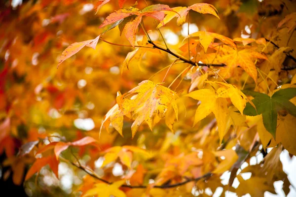 Folhas de bordo coloridas, fundo natural outono, processe cor — Fotografia de Stock