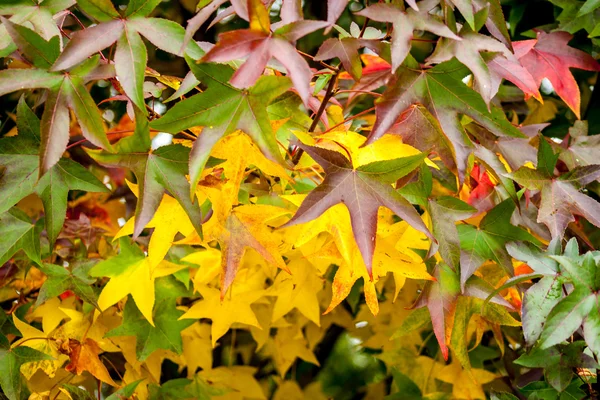 Різнокольорове кленове листя, природний осінній фон, кольоровий стиль — стокове фото