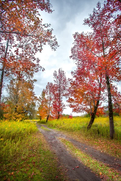 Beautiful mable trees in colorful autumn time — Stock Photo, Image